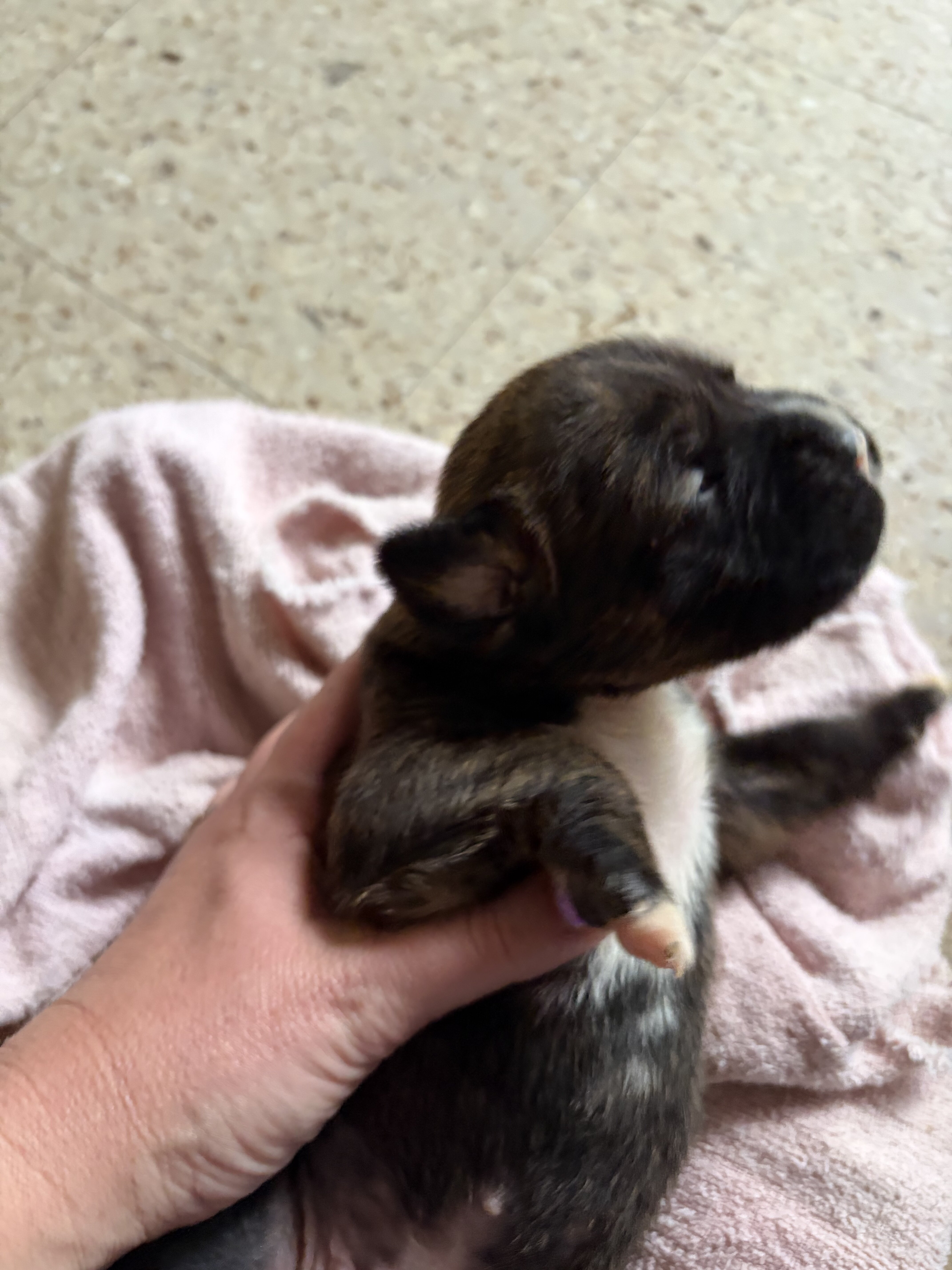 Boxer puppies image 3