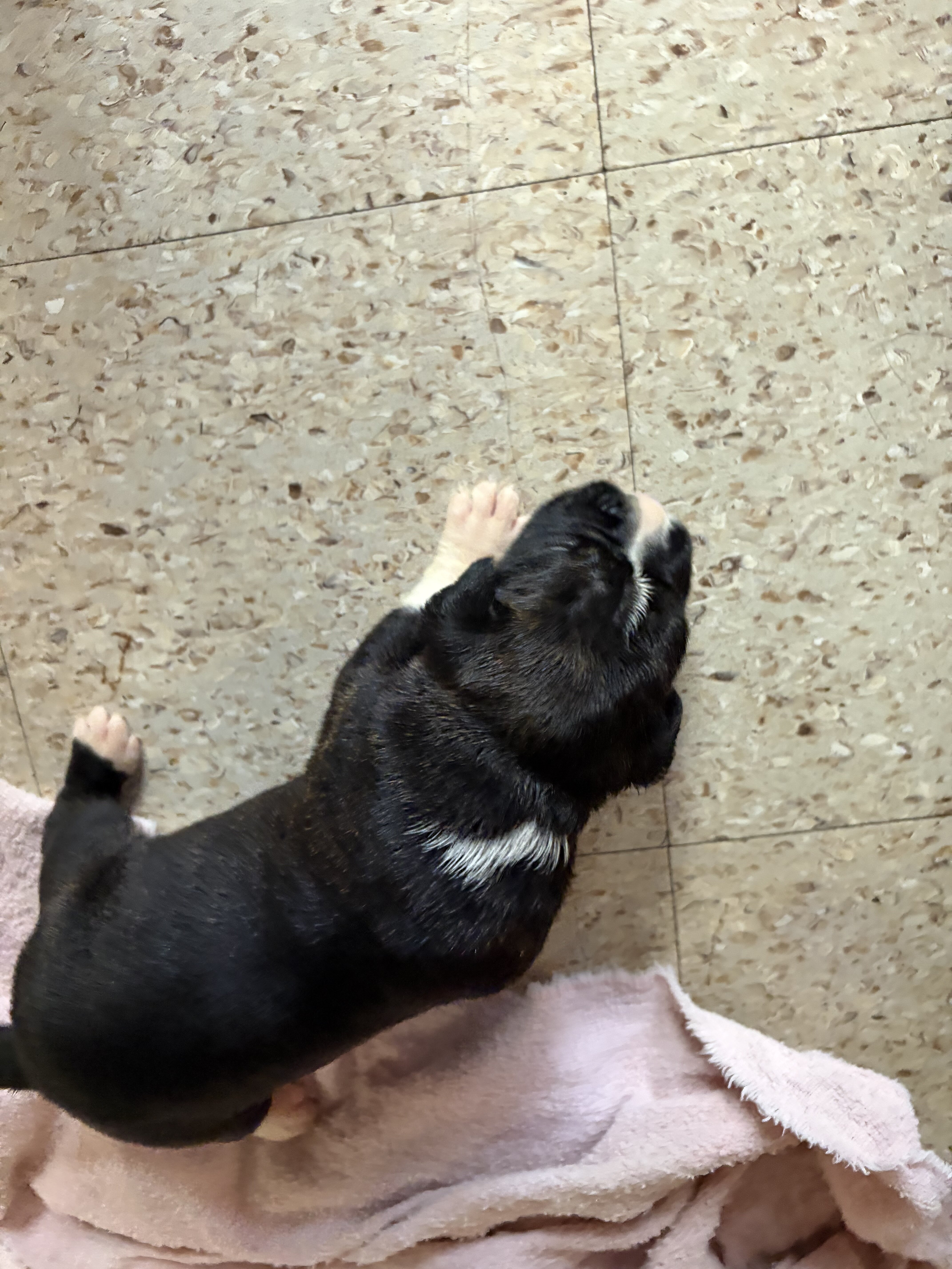 Boxer puppies image 4