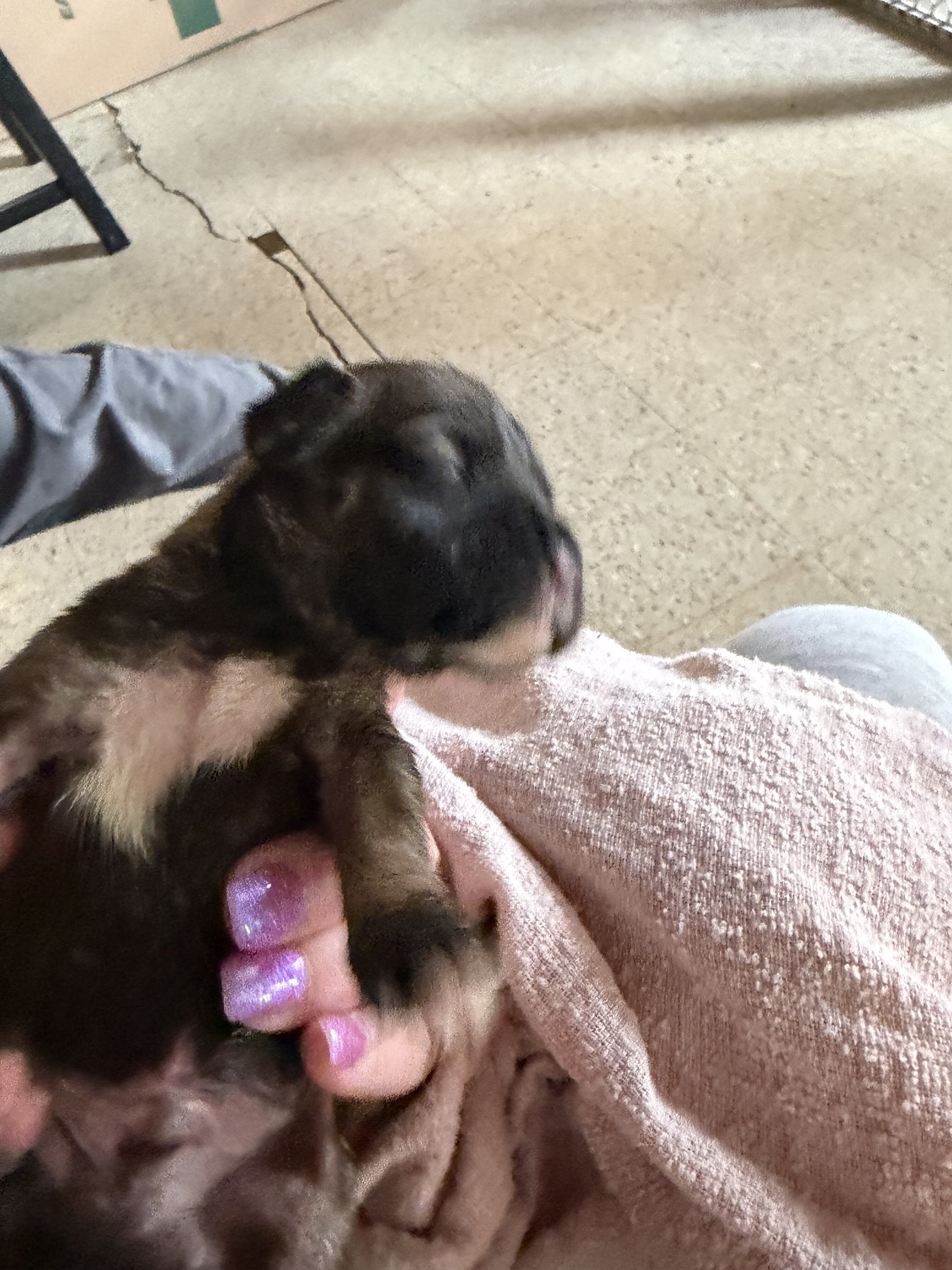 Boxer puppies image 5