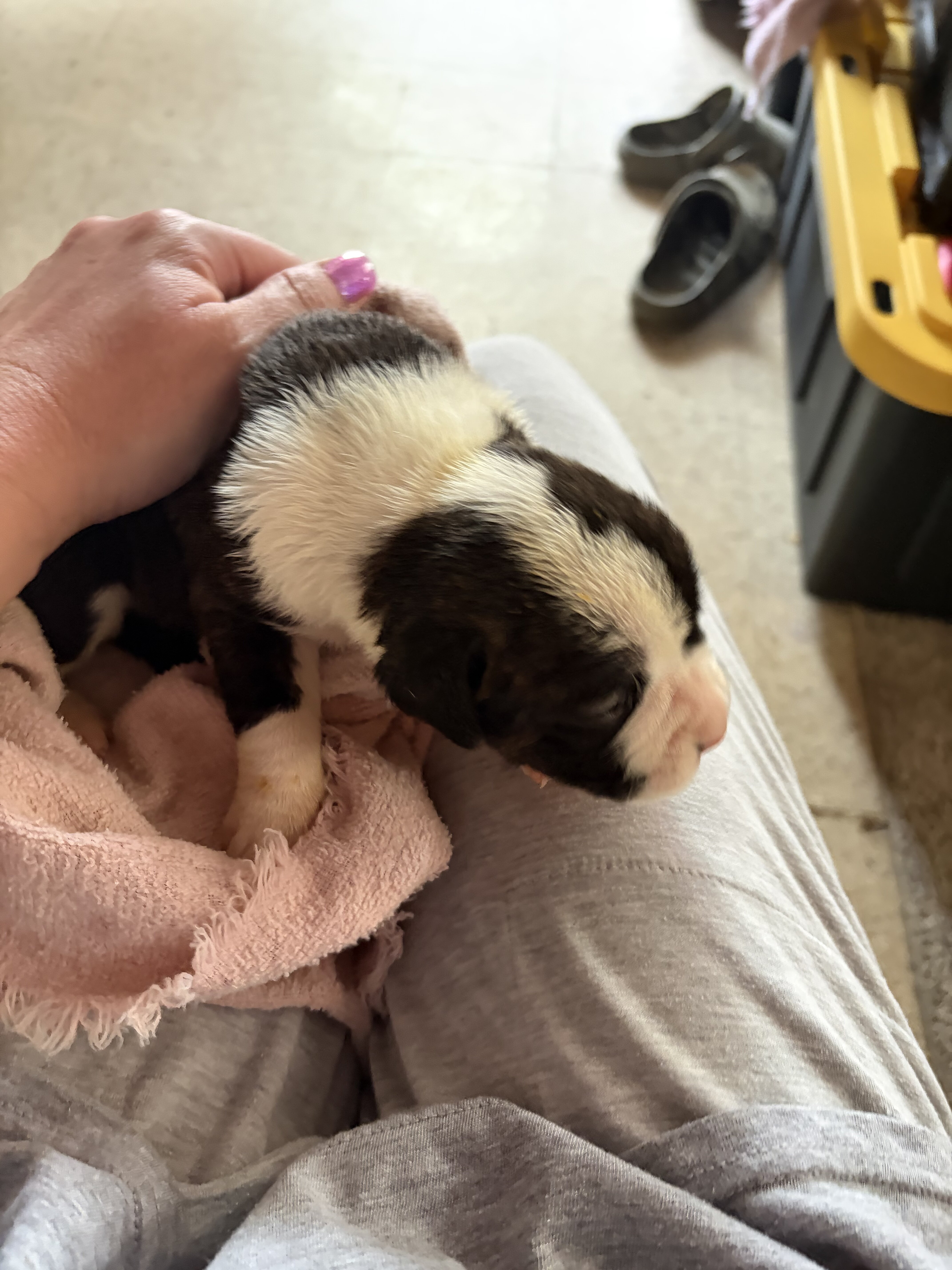 Boxer puppies image 6