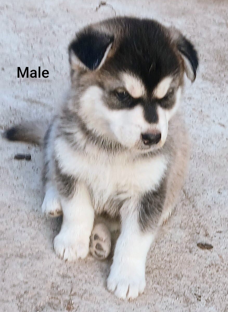 Wolf Hybrid pups for adoption image 4