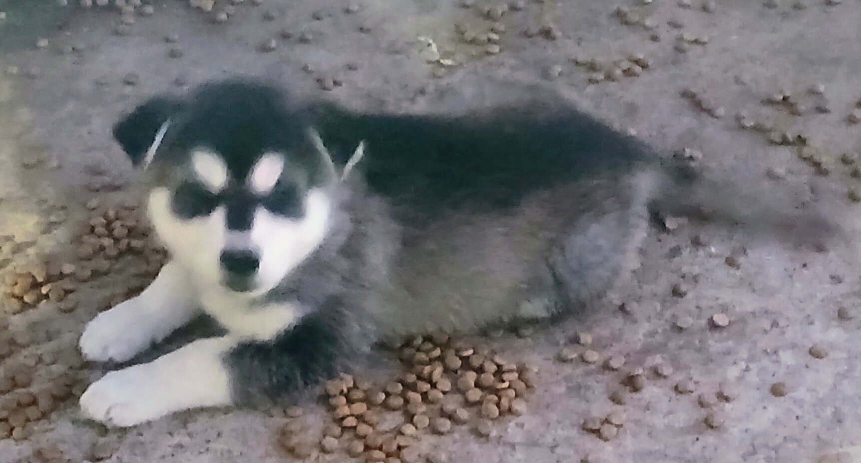 Wolf Hybrid pups for adoption image 5
