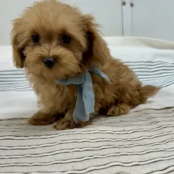 Toy maltipoo