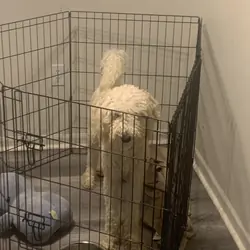Golden Doodle