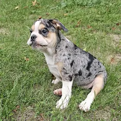 Mini Bulldog Puppies