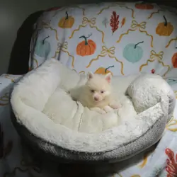CKC Reg. Pomeranian Puppies