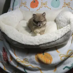 CKC Reg. Pomeranian Puppies