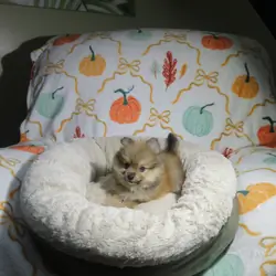 CKC Reg. Pomeranian Puppies