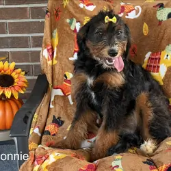 Mini Bernedoodles