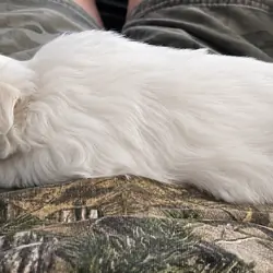 Maltese puppies
