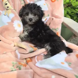 Maltipoo