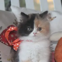 Adorable Persian kittens!