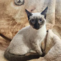 Sealpoint Siamese kittens