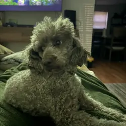 Toy Poodle