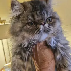 Exotic Longhair Female