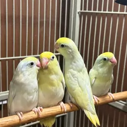 pied hand-raised parrotlets