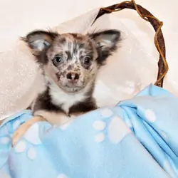 Elgin - Flashy L/C Blue Merle Teddy Bear