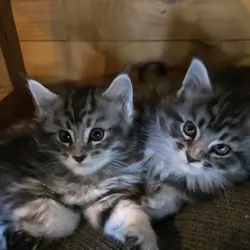 Registered Purebred Maine Coon Kittens