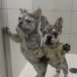 Merle Frenchie Puppy