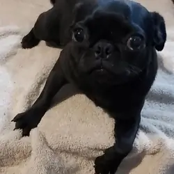 very distinctive pug very very small  female pug