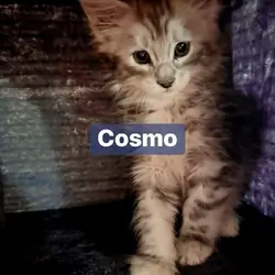 ACFA Certified Maine Coon Kittens