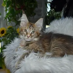 Maine coon Euro Tica kittens ready Now sept 2026