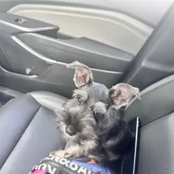 Miniature Schnauzers