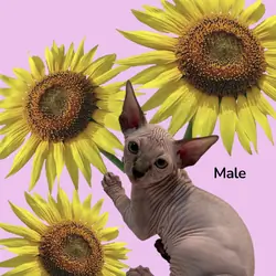 Sphynx Kittens