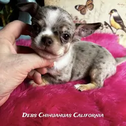 Debs Chihuahua California