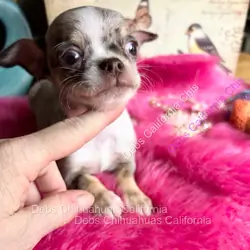 Debs Chihuahua California