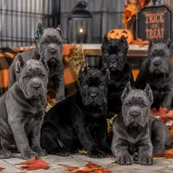 Full Blooded Cane Corso puppies ICCF Registered