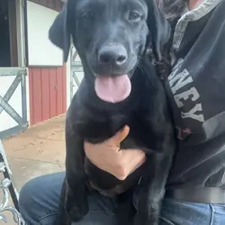 Labrador (American/English) registerable 11 wks