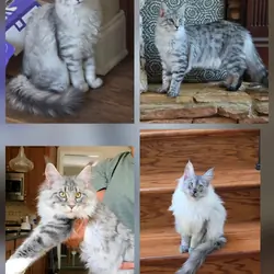 Maine Coon female