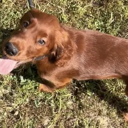 AKC registered Irish Setter puppies