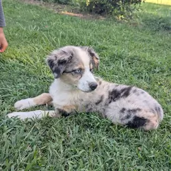 Stunning Australian Shepherd puppies