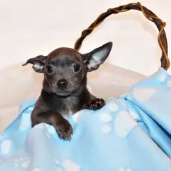 Denver - Happy Little Solid Blue Baby