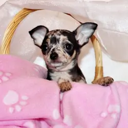 Giana - Flashy and Petite Black and Tan Merle Girl