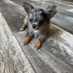 Jewels Chihuahua under 3 pounds