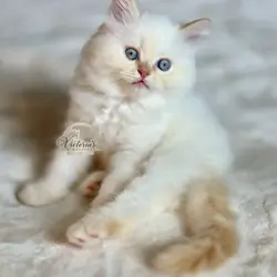Beautiful Himalayan Kittens
