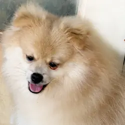 CKC Pomeranian: OLIVER