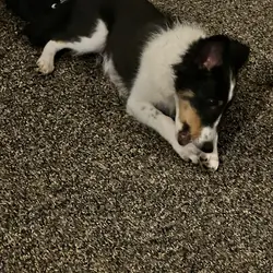 AKC SHELTIE MALE PUPPY
