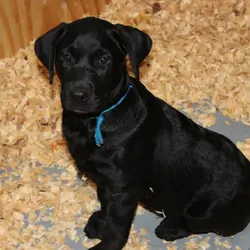 AKC Labrador Pups Black