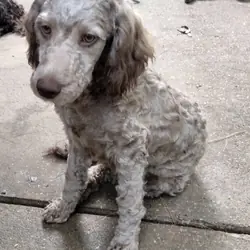 Cockapoo mix puppies!