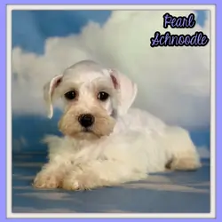 Pearl Female Schnoodle