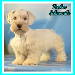 Parker Male Schnoodle