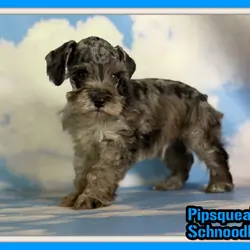 Pipsqueak Male Schnoodle