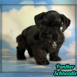 Panther Male Schnoodle