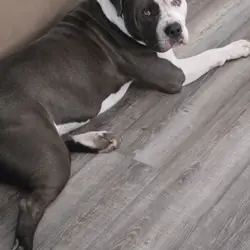 8 months old sweet and loving