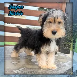 Jasper Male Yorkshire Terrier