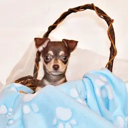 Gossett - Adorable Chocolate and Tan Baby